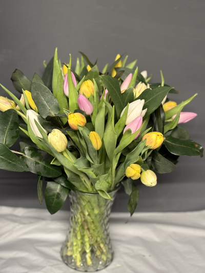 Sensational Tulips - Beautiful mixed colour tulips are arranged in a glass vase. The tulips will be mixed colours and may not be the same as the picture shown.Available in three sizes, the display shown is the Classic size.