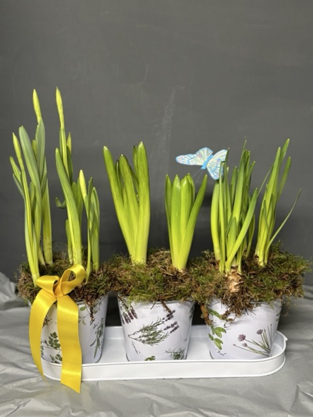Trio of spring bulbs